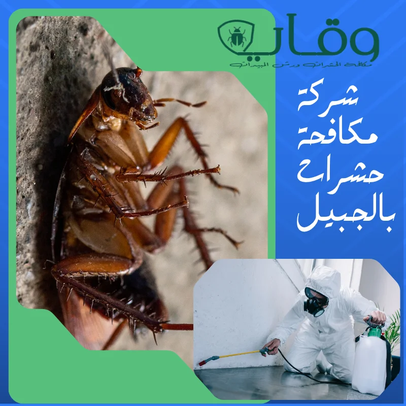 تخلص من الحشرات نهائيا مع افضل شركة مكافحة حشرات بالجبيل مبيدات أمنه