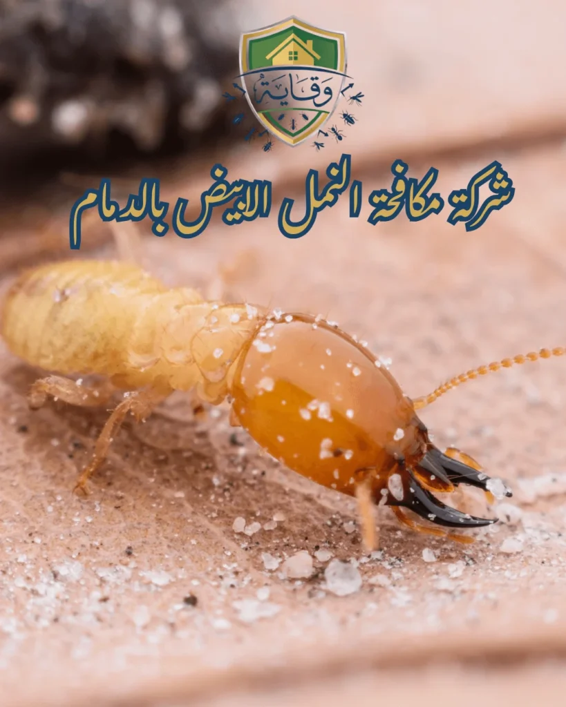تواصل معنا في شركة وقاية لمكافحة الحشرات وطلب خدمة مكافحة النمل الابيض بالدمام وسنخلصك منها باستخدام أحدث التقنيات للقضاء علىها وحماية منزلك نحن أفضل شركة متخصصة في مكافحة النمل الابيض بالدمام وحماية منزلك من أخطر الحشرات