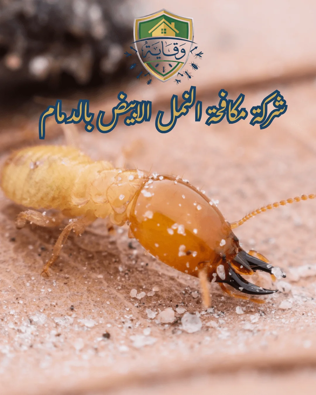 تواصل معنا في شركة وقاية لمكافحة الحشرات وطلب خدمة مكافحة النمل الابيض بالدمام وسنخلصك منها باستخدام أحدث التقنيات للقضاء علىها وحماية منزلك نحن أفضل شركة متخصصة في مكافحة النمل الابيض بالدمام وحماية منزلك من أخطر الحشرات